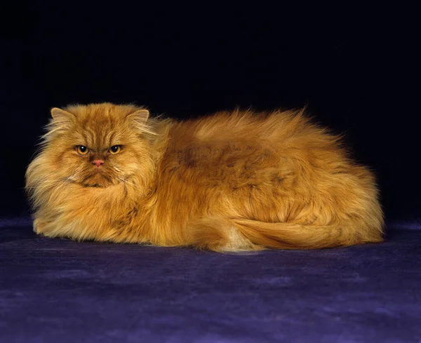 Red Self Persian Domestic Cat Melawan Black Background — Stok Foto