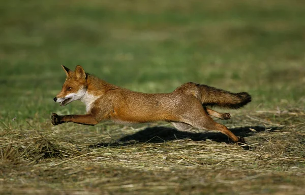 Red Fox Vulpes Vulpes Adulto Correr Pelo Campo — Fotografia de Stock