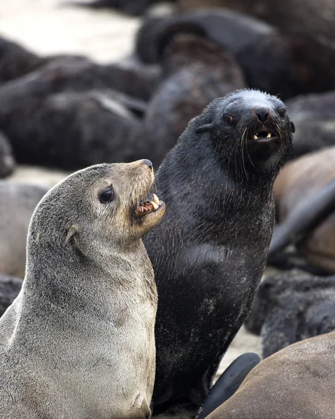 南非Fur Seal Arctohead Pusillus Colony Cape Cross Namibia — 图库照片