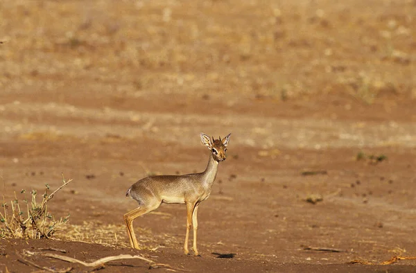 Swayne Dik Dik Madoqua Saltiana Swaynei Парк Самбуру Кении — стоковое фото