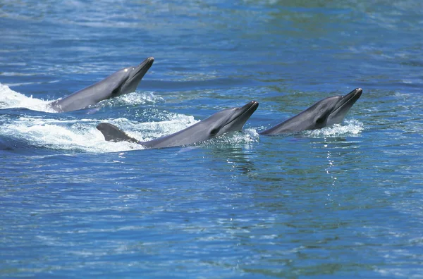 Group Dolphins Surface Αυστραλία — Φωτογραφία Αρχείου