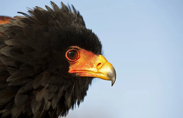 Bateleur Eagle Terathopius Ecaudatus Portrét Dospělého — Stock fotografie