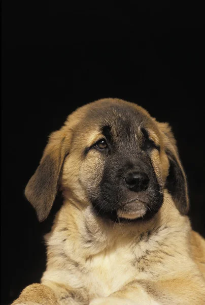 Perro Pastor Anatolia Coban Kopegi Retrato Cachorro Contra Fondo Negro — Foto de Stock