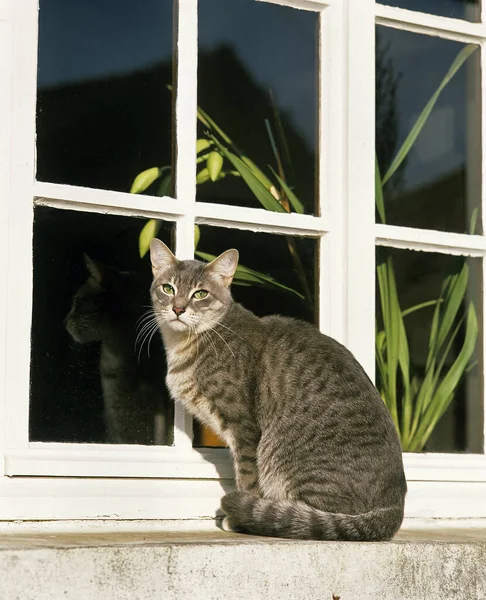 Silver Tabby Domestic Cat Window — 图库照片