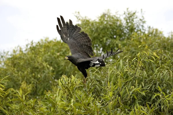 Great Black Hawk Buteogallus Urubitinga Adult Flight Los Lianos Venezuela — 스톡 사진