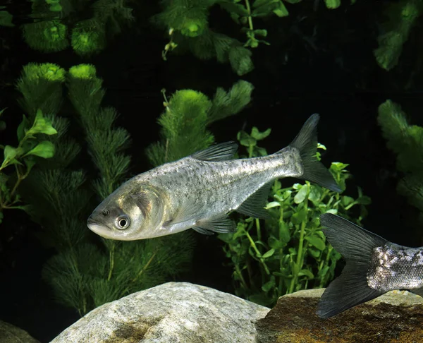 Silver Carp Hypophthalmichthys Molitrix — Stock Photo, Image