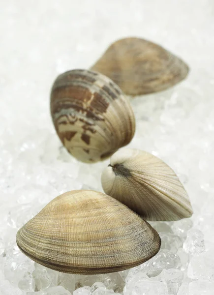 Kagylók Venerupis Jégen — Stock Fotó