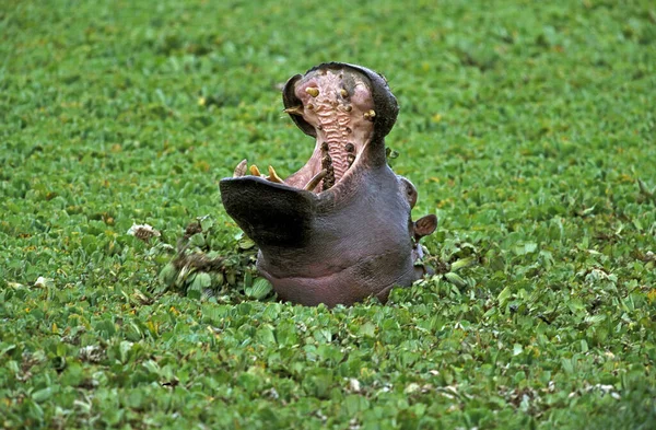 Hippopótamo Hipopótamo Anfíbio Bocejo Adulto Com Boca Aberta Masai Mara — Fotografia de Stock