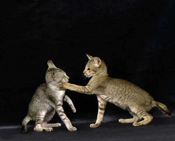 Oriental Domestic Cat, Adults fighting