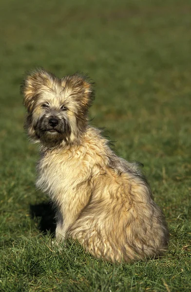 Pyreneiska Shepherd Eller Pyreneiska Sheepdog Hund Sitter Gräs — Stockfoto