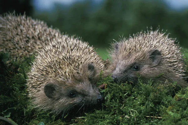 Hérisson Européen Erinaceus Europaeus Adultes Debout Sur Mousse Ver Terre — Photo