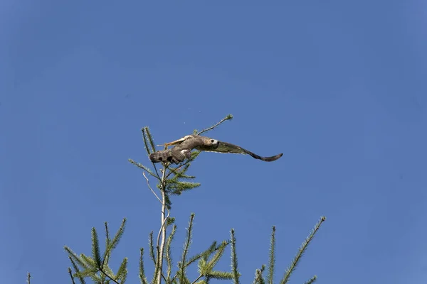 红尾鹰 但在飞行中的山羊座 — 图库照片