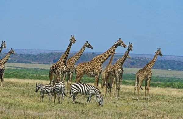 Masai Giraffa Giraffa Camelopardalis Tippelskirchi Burchell Zebra Giraffa Camelopardalis Tippelskirchi — Foto Stock