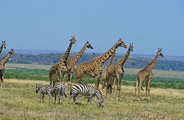 Masai Giraffe, giraffa camelopardalis tippelskirchi, Burchell's Zebra, giraffa camelopardalis tippelskirchi, Masai Mara park in Kenya