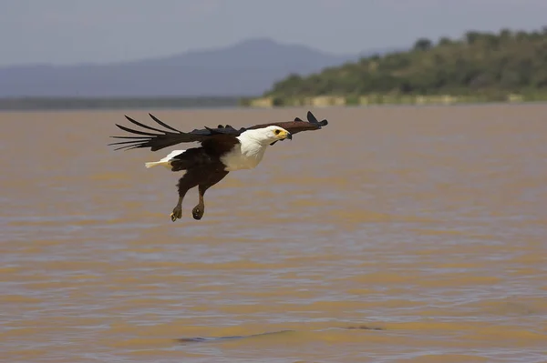 Águila Pescadora Africana Haliaeetus Vocifer Vuelo Pescando Lago Baringo Kenia — Foto de Stock