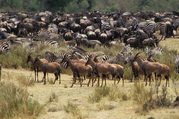 Topi Damaliscus Korrigum Stado Burchell Zebras Błękitnymi Wildebeestami Park Masai — Zdjęcie stockowe