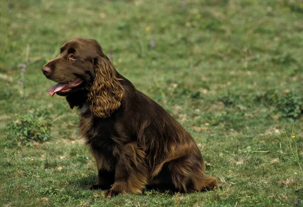 Feldhund Spaniel Sitzt Auf Gras — Stockfoto