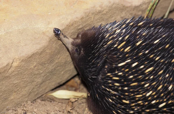 Echidna Bec Court Tachyglossus Aculeatus Australie — Photo