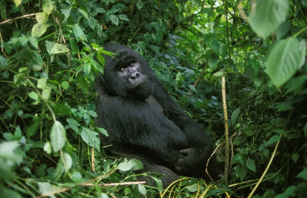 Gorilas Montaña Gorilas Gorilas Beringei Hombre Parque Virunga Ruanda — Foto de Stock