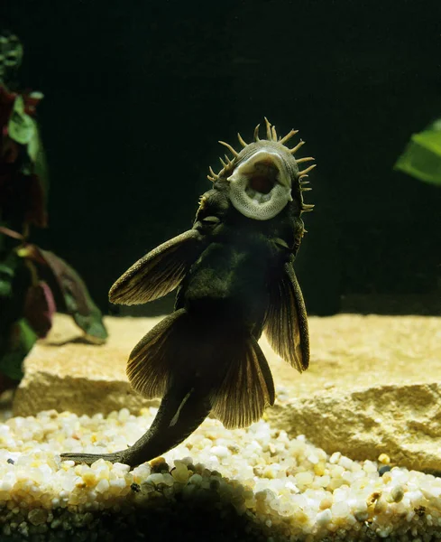 Medúza Pleco Ancistrus Ranunculus — Stock Fotó