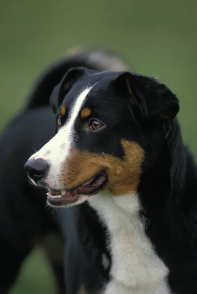 Retrato Appenzell Mountain Dog — Fotografia de Stock