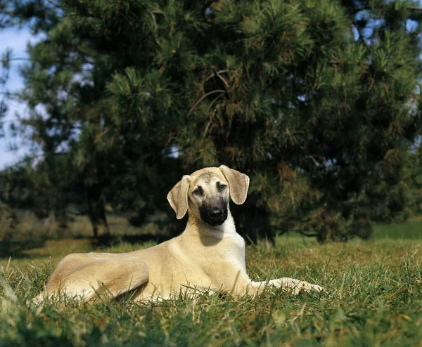 Sloughi Dog Pup Laying Grass — Stock Photo, Image