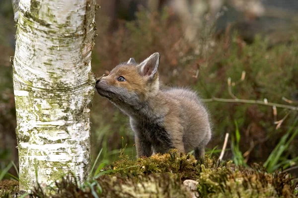 Red Fox Vulpes Vulpes Cub Berbau Pohon Trunk Normandia — Stok Foto
