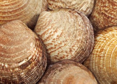 Köpek Cockle, glisimeris glisimeris, taze kabuklar.  