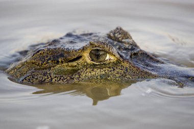 Gözlüklü Caiman, kayman timsah, kafası sudan çıkan, Los Lianos, Venezuela  