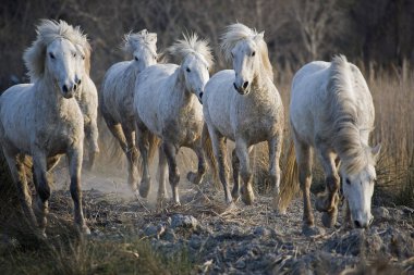 Camargue At, Herd, Saintes Marie de la Mer Güney Fransa 'da  