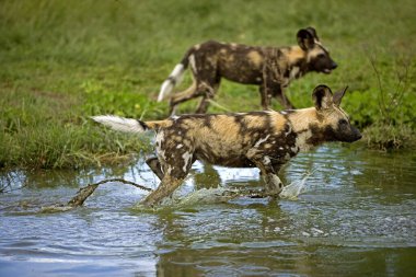 Afrika Vahşi Köpeği, Lycaon Pictus, Su Deliği, Namibya 