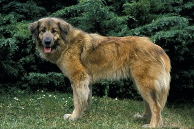 Cao Da Serra Da Estrela, Portekiz Dağ Köpeği  