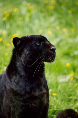 Kara Panter, Panthera pardus  