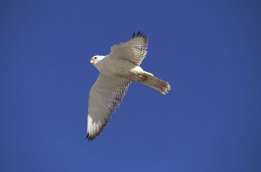 Gyrfalcon, Falco rusticolus, Uçuş, Kanada 