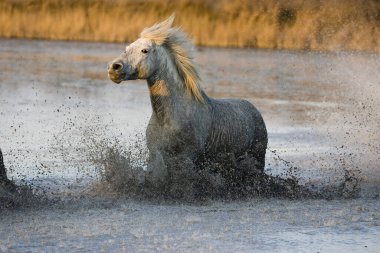 Camargue At Saintes Marie De La Mer Güney Fransa  