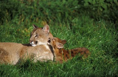 Cougar, puma concolor, Mother and Cub Licking  