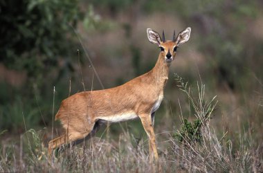 Steenbok, Raphicerus kampı, Erkek, Güney Afrika  