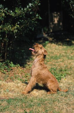 İrlanda Teriyeri, Köpek oturuyor  