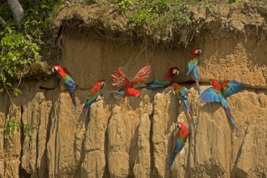 Kırmızı ve Yeşil Macaw, ara kloroptera, Clay 'i yiyen grup, Peru' daki Manu Reserve 'de Cliff. 