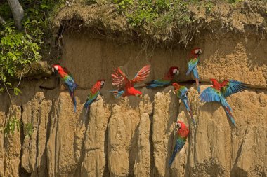 Red-and-Green Macaw, ara chloroptera, Group eating Clay, Cliff at Manu Reserve in Peru  clipart