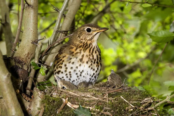 Song Thrush Turdus Philomelos Adult Chicks Nest Normandy — 图库照片