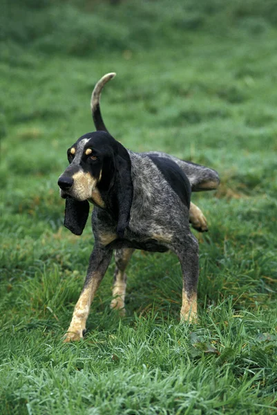 Little Blue Gascony Hound Hund Urinerar Gräs — Stockfoto
