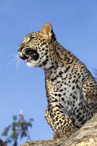 Leopardo Pantera Pardus Cachorro — Foto de Stock