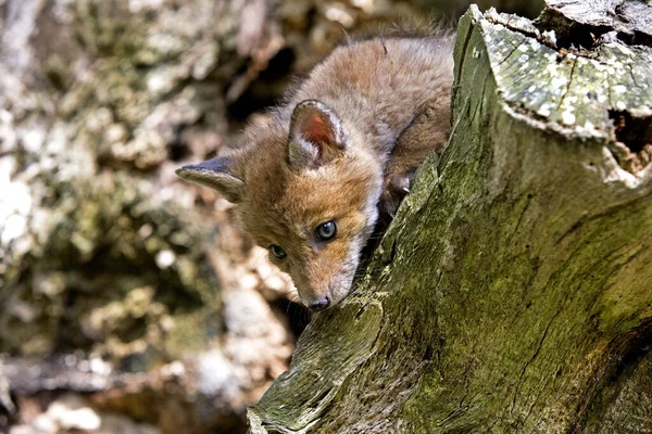 Renard Roux Vulpes Vulpes Louveteau Normandie — Photo