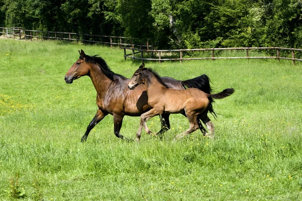 French Trotter Horse Mare Foal Normandy — Stock Photo, Image