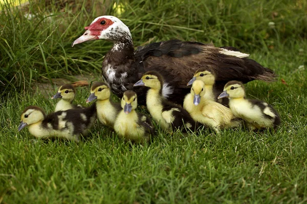 Muskovy Duck Cairina Moschata Mother Ducklings — Stock Photo, Image