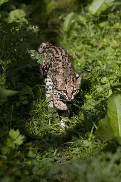 Kaplan Kedi Oncilla Leopar Tigrinus — Stok fotoğraf