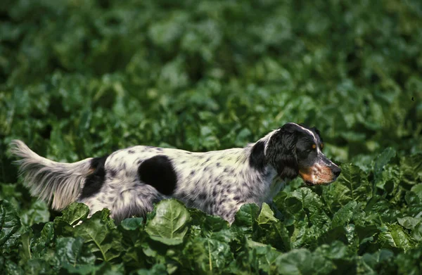 Inglês Setter Dog Hunting Sugar Beet Field — Fotografia de Stock