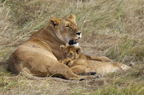 Afrikaanse Leeuw Panthera Leo Masai Mara Kenia — Stockfoto