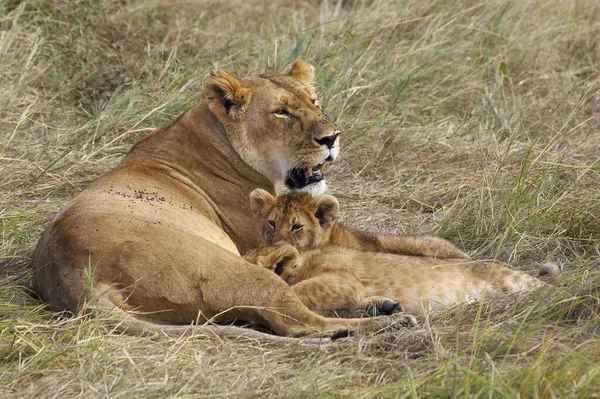 Afrikai Oroszlán Párducleó Masai Mara Ben Kenyában — Stock Fotó